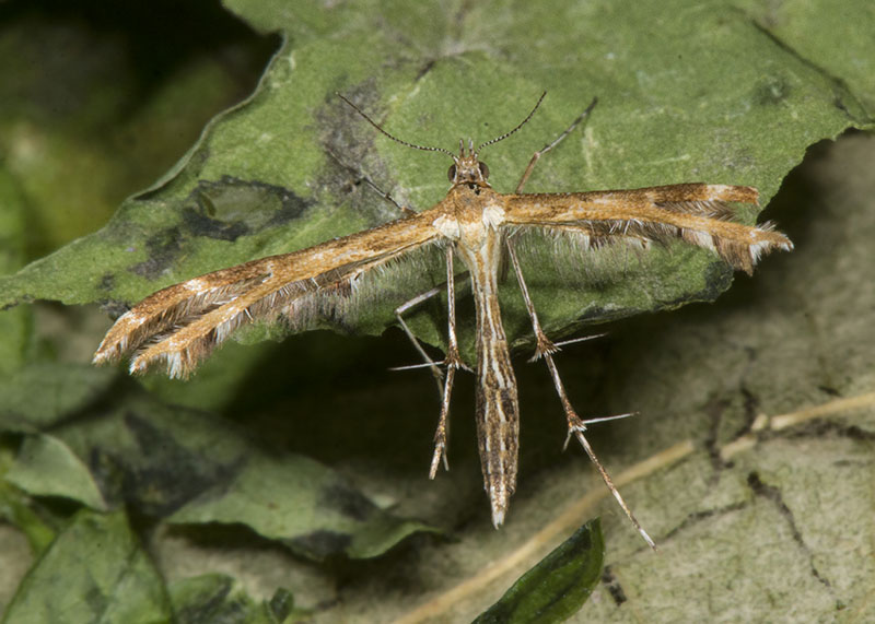 Pterophoridae: Oxyptilus chrysodactyla
